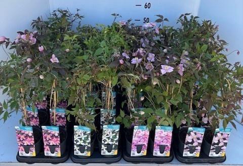 <h4>CLEM MONTANA</h4>