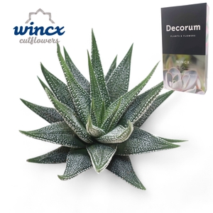 Haworthia Concolor Cutflower Wincx-8cm