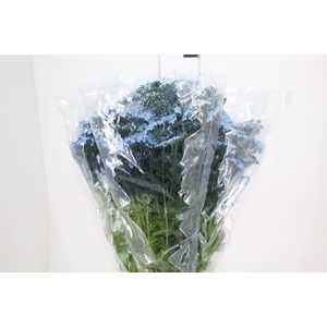 ACHILLEA MILLEFOLIUM AZUL TINTURADA 070 CM