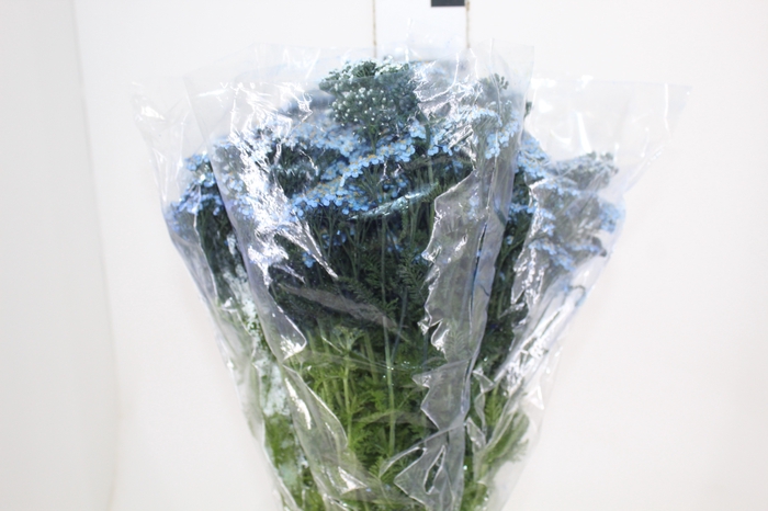 <h4>ACHILLEA MILLEFOLIUM AZUL TINTURADA 070 CM</h4>