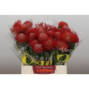 Nutans Ayoba Red