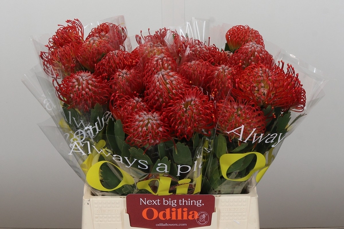 <h4>Nutans Ayoba Red</h4>