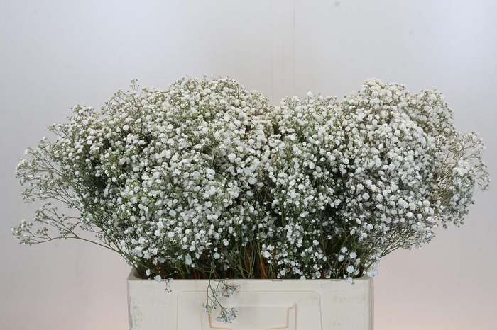 <h4>Gyps Xlence</h4>