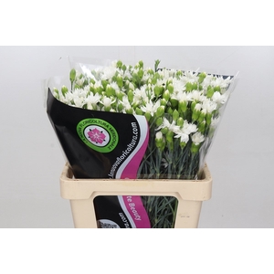 Dianthus Spray Tessino Snow