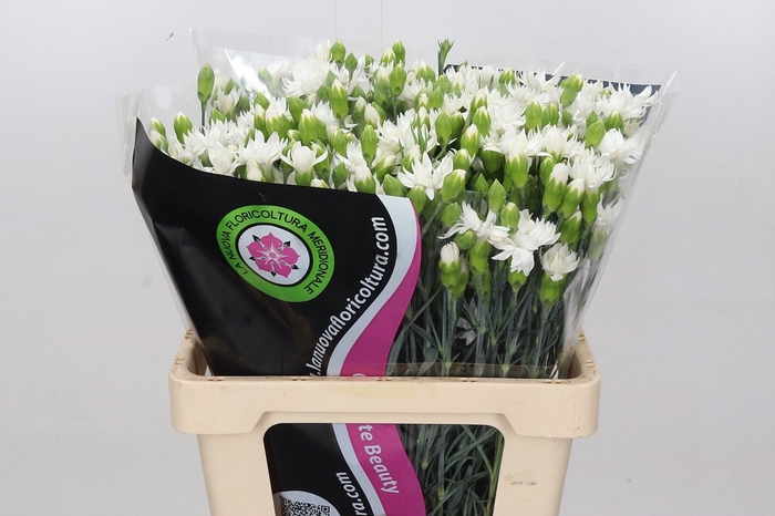 <h4>Dianthus Spray Tessino Snow</h4>