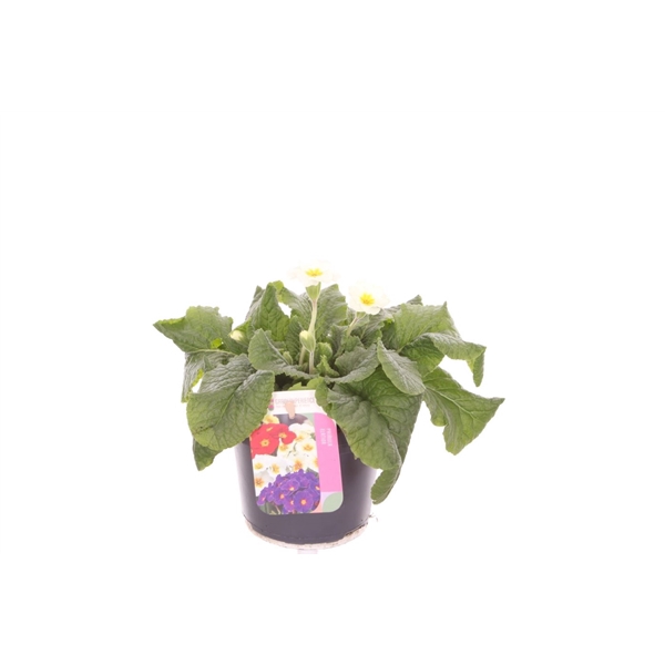 <h4>Primula elatior Veristar Late White</h4>