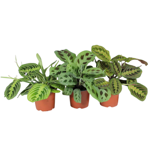 Maranta leuconeura 'Fascinator' mix 3 soorten