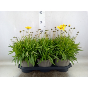Coreopsis grand.