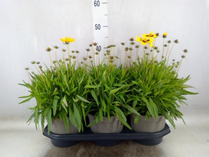 <h4>Coreopsis grand.</h4>