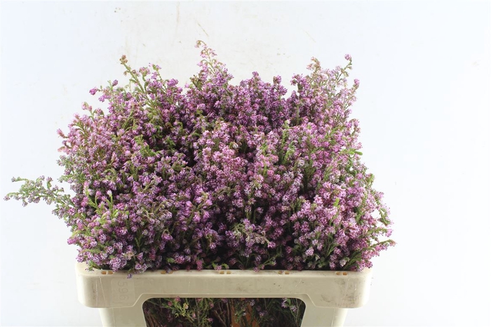 <h4>Kaaps Erica Pink</h4>