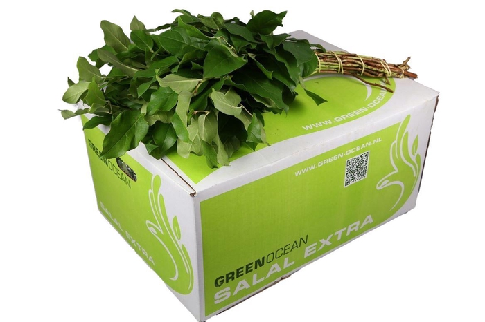 <h4>Salal Groot</h4>