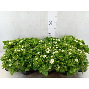 Exacum affine 'White Star'
