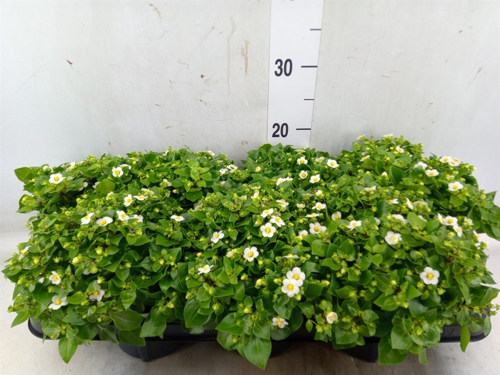 <h4>Exacum affine 'White Star'</h4>