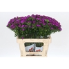 Dianthus Br Amazon Neon Purple