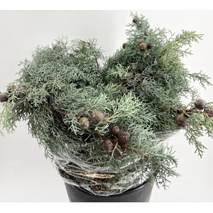 Leaf conifer juniperus blue