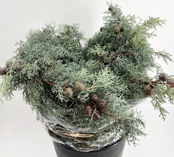 <h4>Leaf conifer cipres argento</h4>