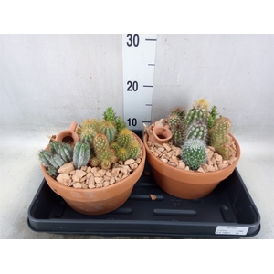 Arr.  Cactus L%