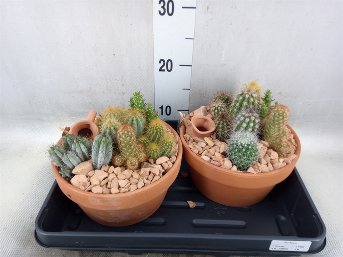<h4>Arr.  Cactus L%</h4>