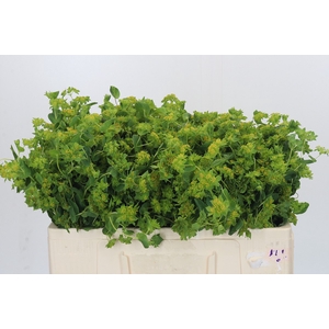 Bupleurum Griffithii