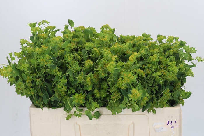 Bupleurum Griffithii