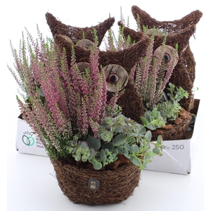 ARR TUINPLANTEN