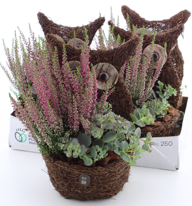 <h4>ARR TUINPLANTEN</h4>