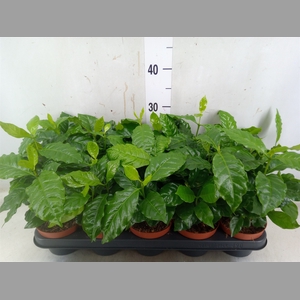 Coffea arabica