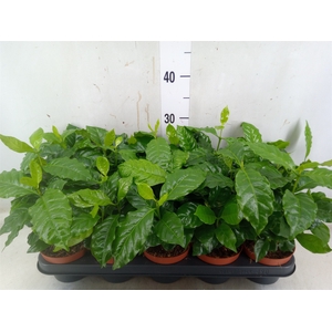 Coffea arabica