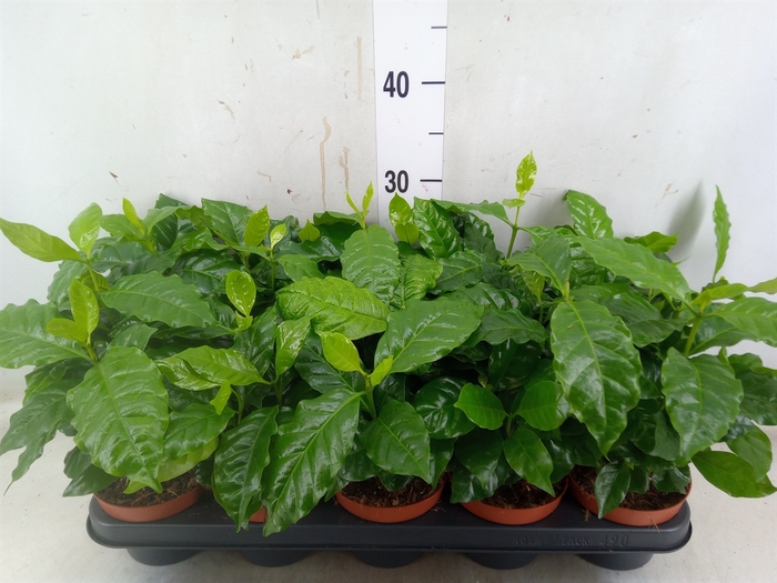 <h4>Coffea arabica</h4>