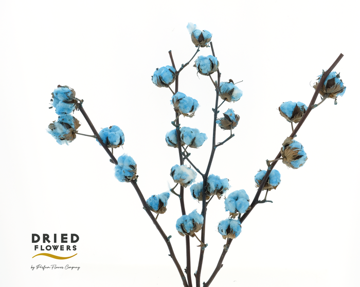 <h4>Dried Cotton Gossypium Light Blue</h4>