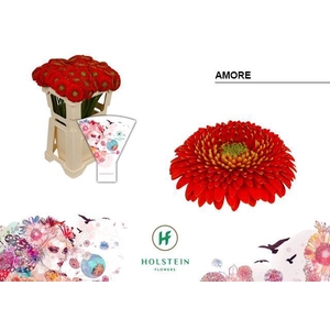 Germini Pomponi Amore Water