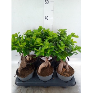 Ficus microcarpa 'Ginseng'