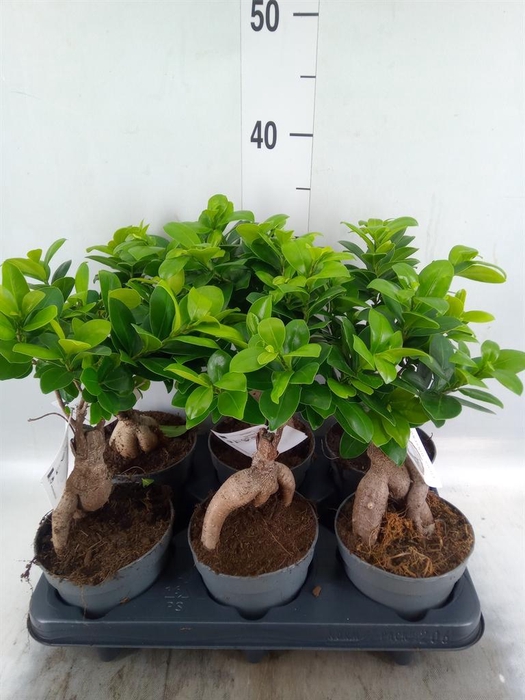 <h4>Ficus microcarpa 'Ginseng'</h4>