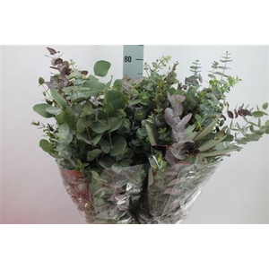 Euca Mix Eliana Lang 300 Gram