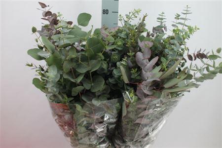 <h4>Euca Mix Eliana Lang 300 Gram</h4>