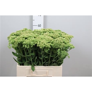 Sedum Spectabile