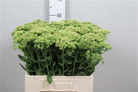 <h4>Sedum Spectabile</h4>