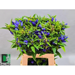 Genti Just Blue
