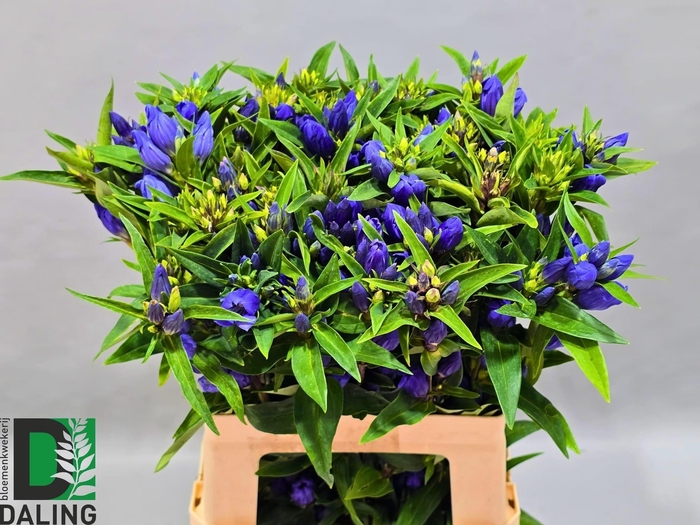 <h4>Genti Just Blue</h4>