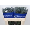 Eryngium Blue Dynamite