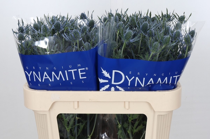 Eryngium Blue Dynamite