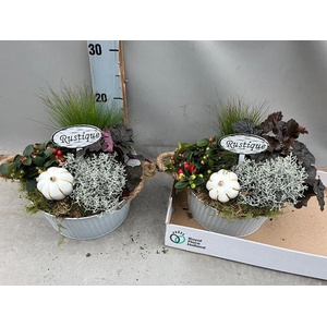 ARR TUINPLANTEN
