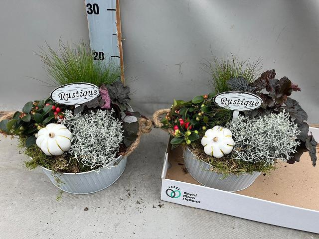 <h4>ARR TUINPLANTEN</h4>