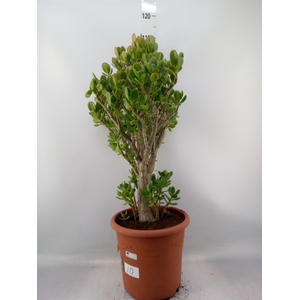 Crassula ovata