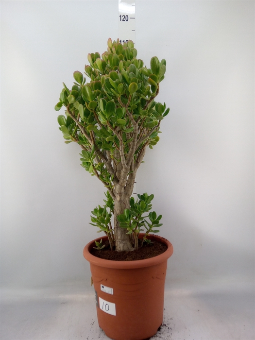 <h4>Crassula ovata</h4>