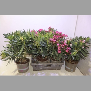Nerium Oleander Ov