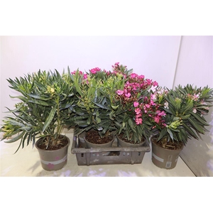 arr8 Nerium Oleander Ov