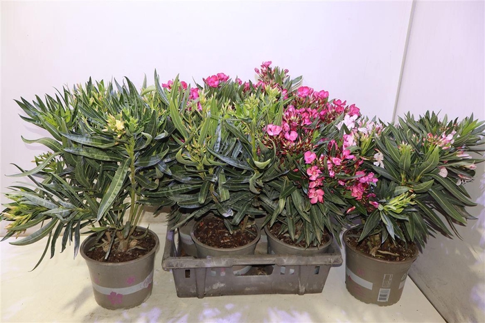<h4>Nerium Oleander Ov</h4>