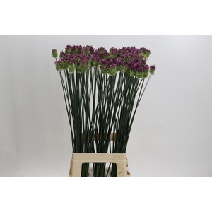 Allium Sphaerocephalon