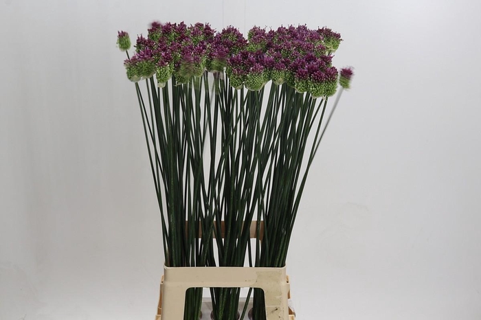 Allium Sphaerocephalon